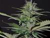 AUTO BILBERRY * EXCLUSIVE SEEDS   5 SEMI FEM 