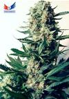 CRITICAL # 47 * POSITRONICS FEMINIZED    1 SEME FEM 