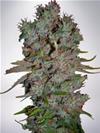 AUTO BLUEBERRY DOMINA * MINISTRY SEEDS FEMINIZED   2 SEMI