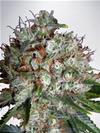 BIG BUD XXL * MINISTRY SEEDS   5 SEMI FEM