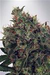 ULTRA  WHITE AMNESIA* MINISTRY SEEDS FEMINIZED  2 SEMI