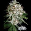 SOUR DIESEL * CITY SEEDS BANK   3 SEMI FEM