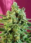 S.A.D. SWEET AFGANI DELICIOUS CBD® * SWEET SEEDS   3 SEMI FEM 