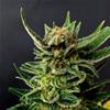 GYPSY KUSH (EX FARAONA) * KANNABIA SEEDS   1 SEME FEM 