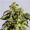 SKUNK + ( EX POWER SKUNK)  * KANNABIA SEEDS     1 SEME FEM 