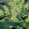 VISION JACK AUTO* VISION SEEDS  3 SEMI FEM