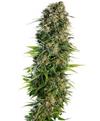 HINDU KUSH AUTO ® * SENSI SEEDS - 1 SEME FEM