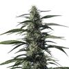 TXAKI* MEDICAL MARIJUANA GENETICS  FEM   1 SEME