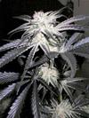 PEYOTE PURPLE * CANNABIOGEN 10 SEMI FEM