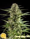 CHEESY AUTO CBD*AUTO LINE  PHILOSOPHER SEEDS   3 SEMI FEM