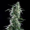 SANTAL BILBO * GENEHTIK SEEDS   5 SEMI FEM