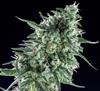 TXEES  BILBO * GENEHTIK SEEDS  5 SEMI FEM 