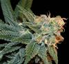 ESE T BILBO AUTO  * GENEHTIK SEEDS   5 SEMI FEM 