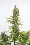 AMNESIA AUTO CBD * DINAFEM SEEDS - 1 SEME FEM