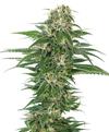 EARLY SKUNK AUTO* SENSI SEEDS - 1 SEME FEM