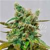 HONEY BELLS CBD * DELICIOUS SEEDS CBD   1 SEME  FEM