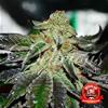 ORIGINAL JUAN HERER REGULAR * DELICIOUS SEEDS SATIVA  25 SEMI REG