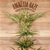 AMNESIA HAZE * THE PLANT ORGANIC SEEDS  3 SEMI FEM 