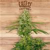 CHEESE* THE PLANT ORGANIC SEEDS 10 SEMI FEM 