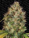 DUTCH KUSH * PARADISE SEEDS   1 SEME FEM