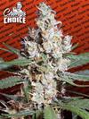 L.A. AMNESIA * PARADISE SEEDS   1 SEME FEM 