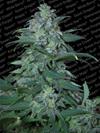 MAGIC BUD * PARADISE SEEDS FEMINIZED   3 SEMI 