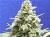 AMNESIA LEMON KUSH * ORIGINAL SENSIBLE  SEED 10 SEMI  FEM