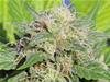 SUPER AUTO LEMON HAZE * ORIGINAL SENSIBLE  SEED  1 SEME FEM