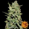 PEYOTE CRITICAL™ * BARNEY'S FARM - 1 SEME FEM