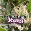 AUTO KING KONG * DR UNDERGROUND  8 SEMI FEM