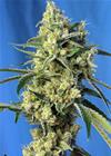 SWEET AMNESIA HAZE® * SWEET SEEDS FEMINIZED   3 SEMI 