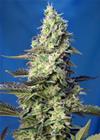 GREEN POISON XL AUTO ® * SWEET SEEDS FEMINIZED   3 SEMI 