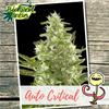 AUTO CRITICAL * BIOLOGICAL SEEDS   5 SEMI