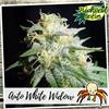 AUTO WHITE WIDOW * BIOLOGICAL SEEDS  1 SEME