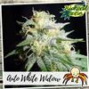 AUTO WHITE WIDOW FAMILY PACK* BIOLOGICAL SEEDS  25 SEME