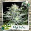 WHITE WIDOW * BIOLOGICAL SEEDS  3 SEMI