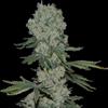 ENEMY OF THE STATE * SUPER STRAINS  SEEDS FEMINIZED   3 SEMI 