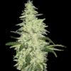 NEXT OF KIN * SUPER STRAINS  SEEDS FEMINIZED   5 SEMI 