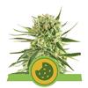 ROYAL COOKIES AUTOMATIC * ROYAL QUEEN SEEDS - 1 SEME FEM 