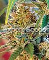 CALIFORNIA ORANGE ( EX ORANGE SKUNK ) * EXPERT SEEDS  3 SEMI FEM 