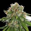 AMNESIA AUTO * SEEDSTOCKERS CLASSIC  5 SEMI FEM