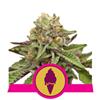 GREEN GELATO * ROYAL QUEEN SEEDS - 3 SEMI FEM 