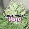 AUTO MELON GUM * DR UNDERGROUND  2 SEMI FEM