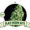 BLACK WIDOW  AUTO * CITY SEEDS BANK   3 SEMI FEM