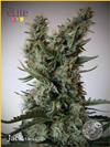 JACK ULTRA CBD  * ELITE SEEDS 3 SEMI FEM 