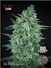 LA RICA AUTO CBD  * ELITE SEEDS 7 SEMI FEM 