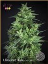 LLIMONET HAZE ULTRA CBD  * ELITE SEEDS 7 SEMI FEM 