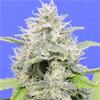 ZKITTZY GORILLA * ORIGINAL SENSIBLE  SEED  3 SEMI FEM