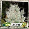 LIME CAKE * BIOLOGICAL SEEDS  10 SEMI