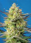 SWEET CHEESE XL AUTO * SWEET SEEDS FEMINIZED    5 SEMI 